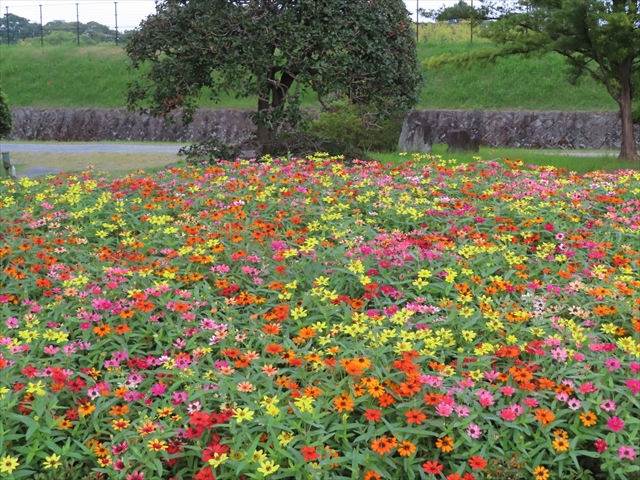 舞鶴公園　花壇