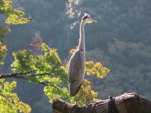 小石川後楽園