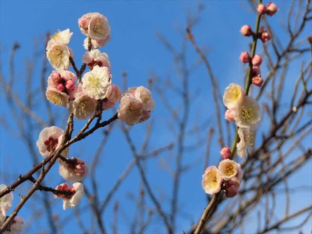 【2025年最新】舞鶴公園・福岡城の梅の開花状況