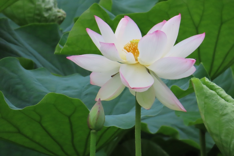 2025 福岡　蓮の花